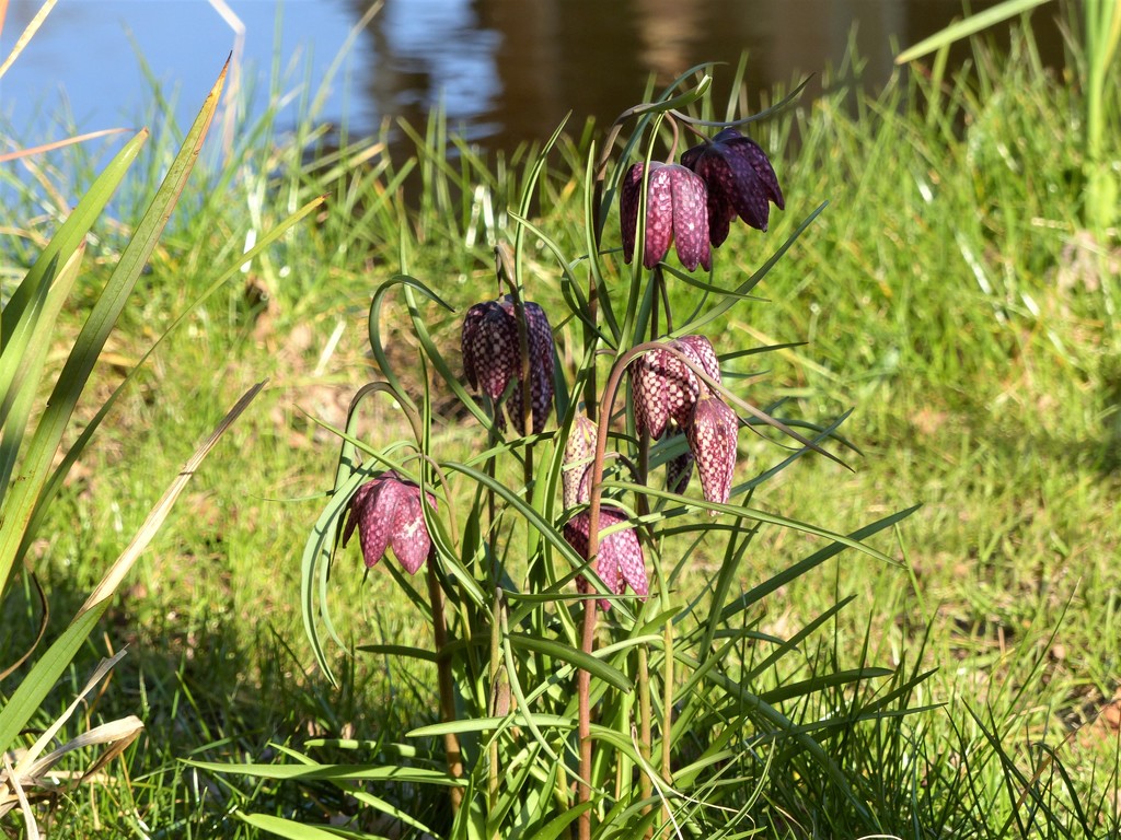  Snake's Head Fritillary by the Pond by susiemc