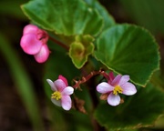 30th Mar 2020 - Tiny Begonia Flowers ~