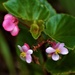 Tiny Begonia Flowers ~ by happysnaps