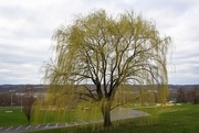 29th Mar 2020 - The weeping willow is starting to bloom
