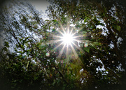29th Mar 2020 - Sunflare