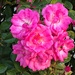 Garden rose, or Chinese rose by congaree