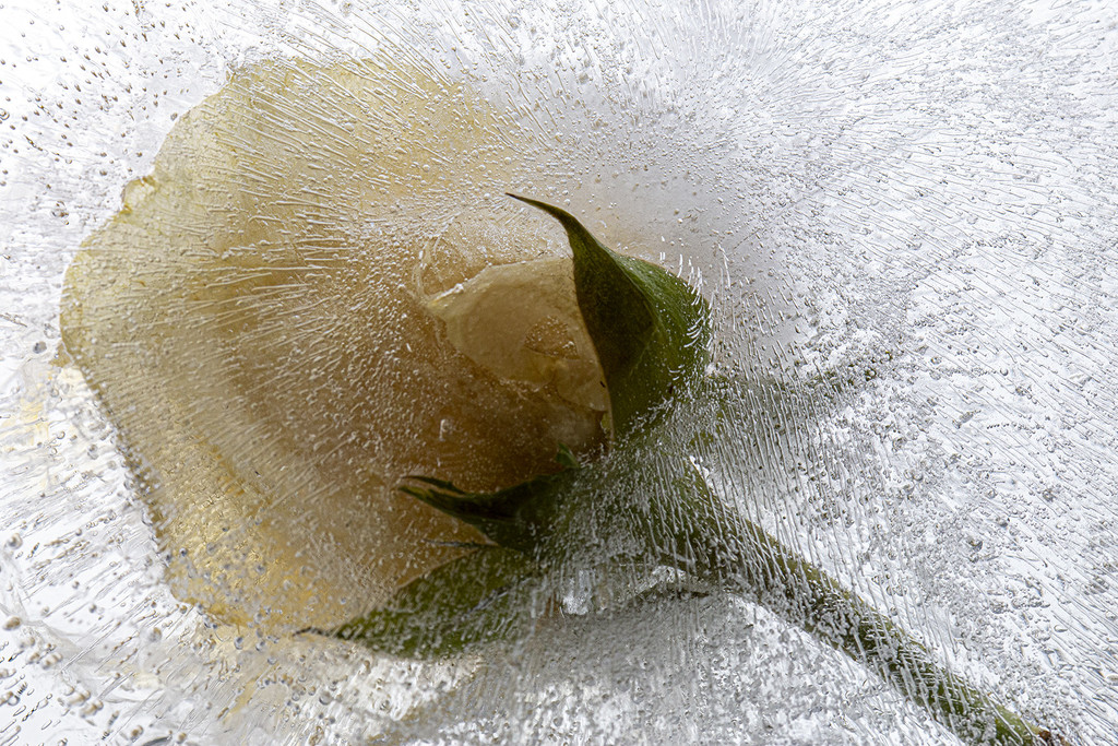 Frozen Rose by pdulis