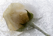 29th Mar 2020 - Frozen Rose