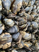 31st Mar 2020 - Mussels. 