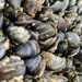 Mussels.  by cocobella