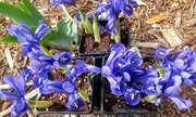 29th Mar 2020 - Blue Iris