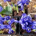 Blue Iris by harbie