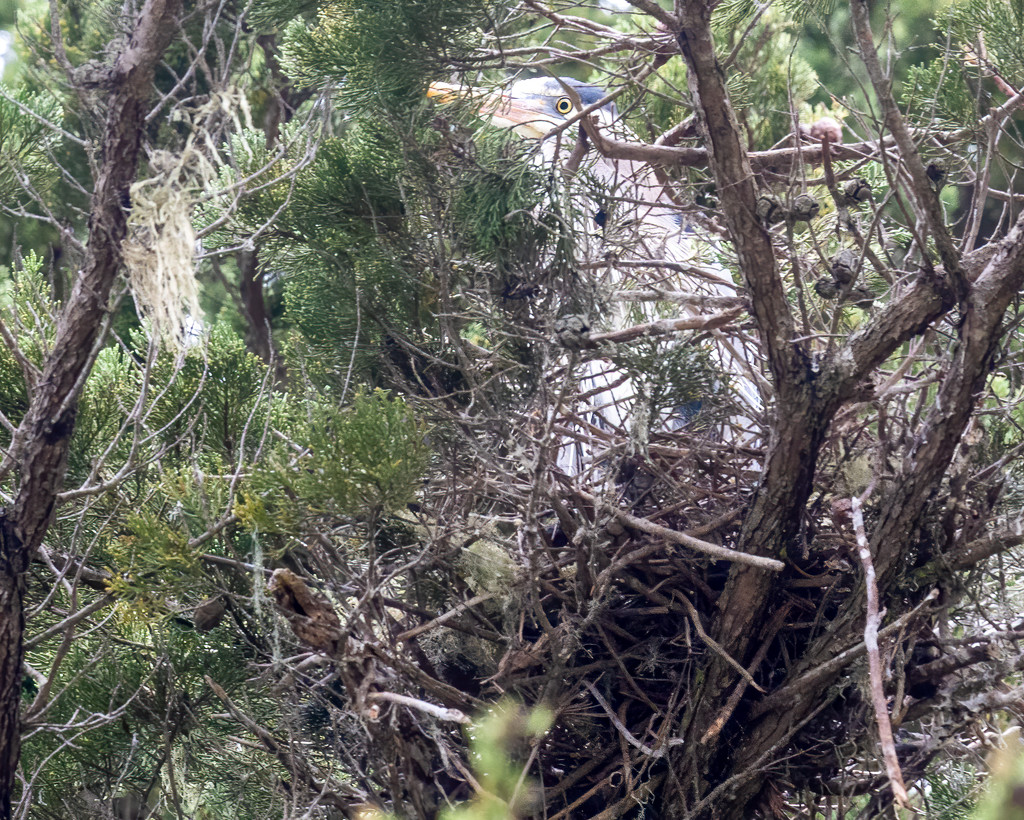 Great Blue Heron nesting  by nicoleweg