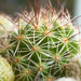 Baby Cactus by ianjb21
