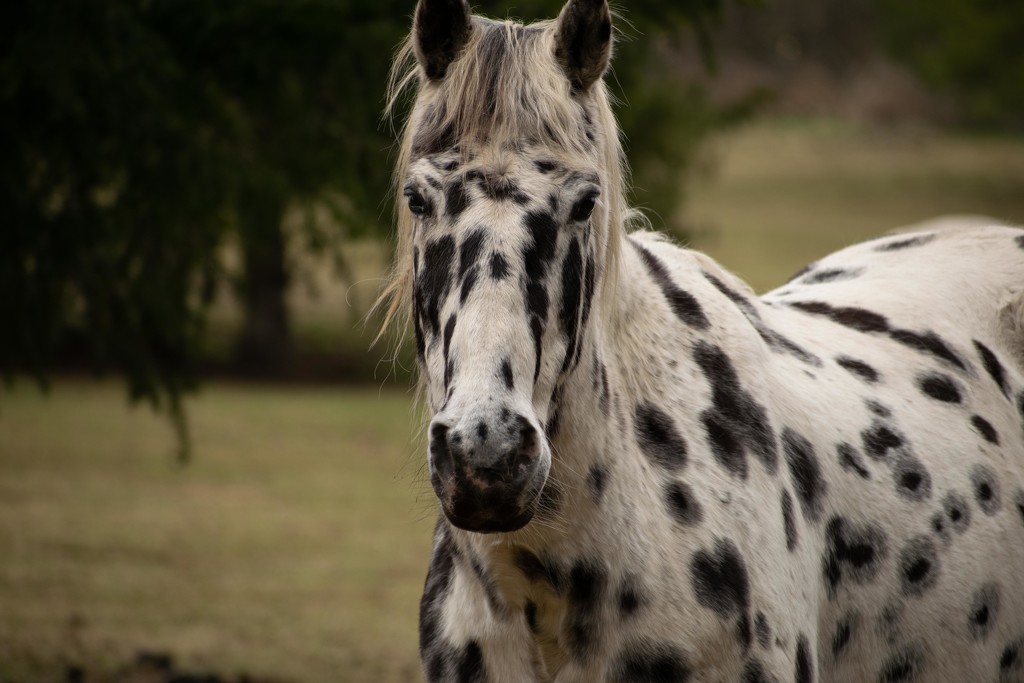 Dalmatian Horse by theredcamera