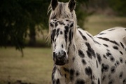 28th Mar 2020 - Dalmatian Horse