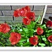 Red tulips by beryl