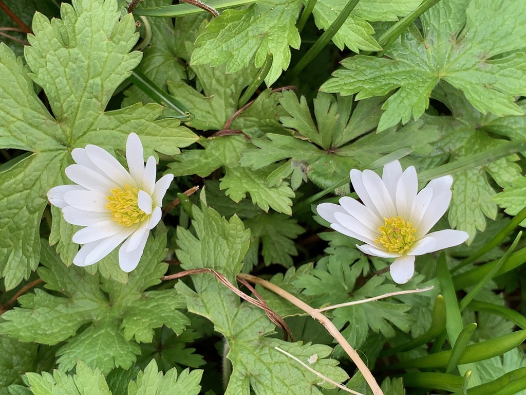 Wood anemones by 365projectmaxine