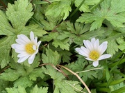 29th Mar 2020 - Wood anemones