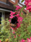 30th Mar 2020 - Bumble bee