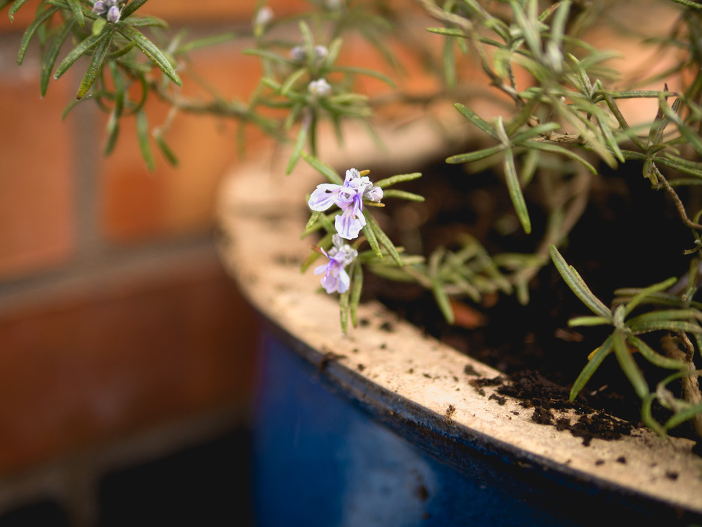 Rosemary by newbank