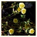 Bright Yellow Flowers ~      by happysnaps