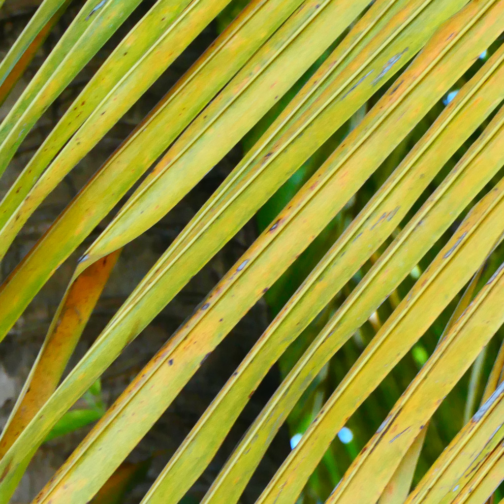 Coconut Fronds by lilh