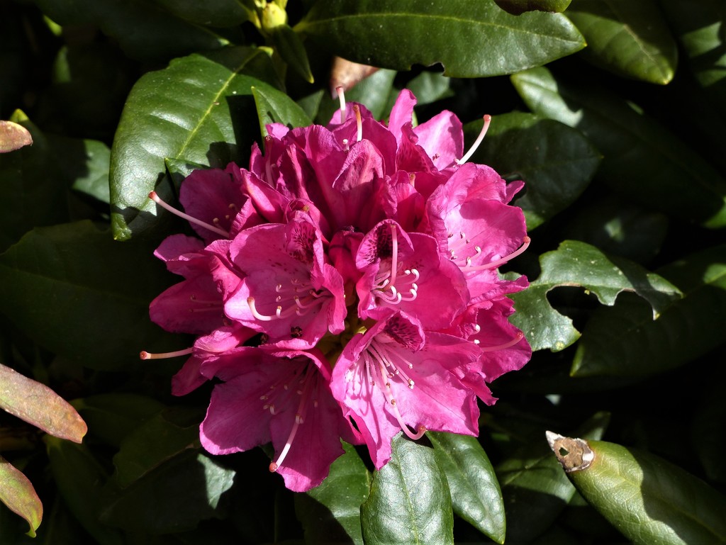 The First Rhododendron by susiemc