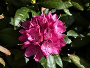 30th Mar 2020 - The First Rhododendron