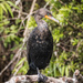 Cormorant Portrait by mgmurray