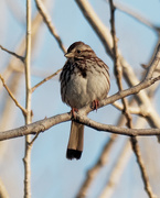 30th Mar 2020 - song sparrow 