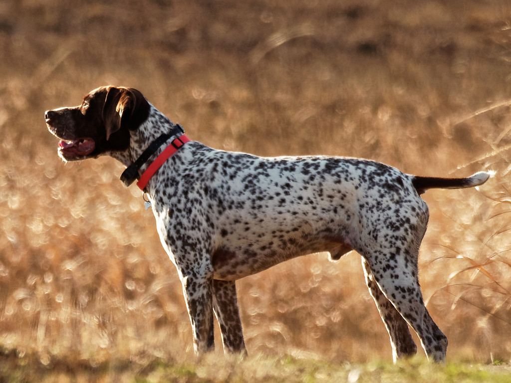 pointer dog  by rminer