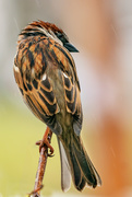 30th Mar 2020 - sparrow looking back