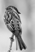 30th Mar 2020 - sparrow looking back b&w