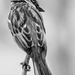 sparrow looking back b&w by jernst1779