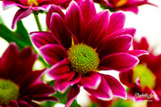30th Mar 2020 - Chrysanthemum