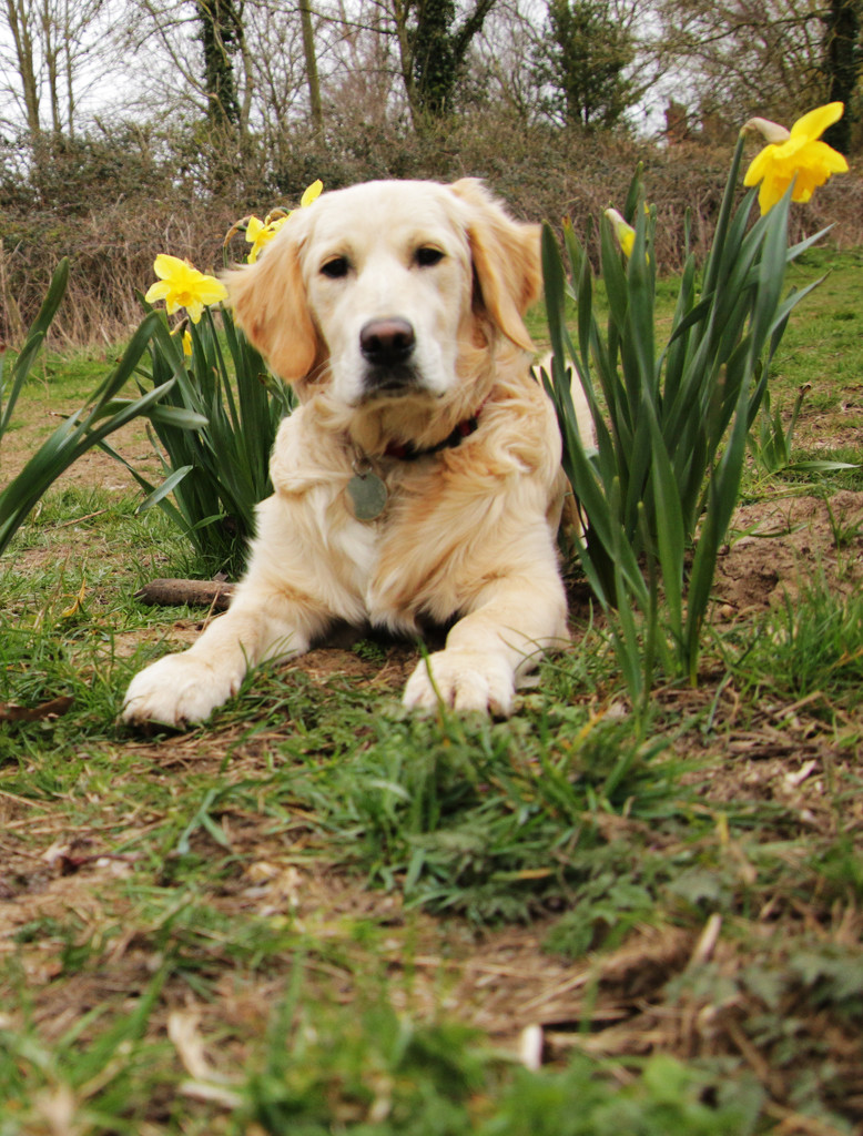 Ellie in Spring by shepherdman