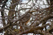 30th Mar 2020 - Red-tailed Hawk