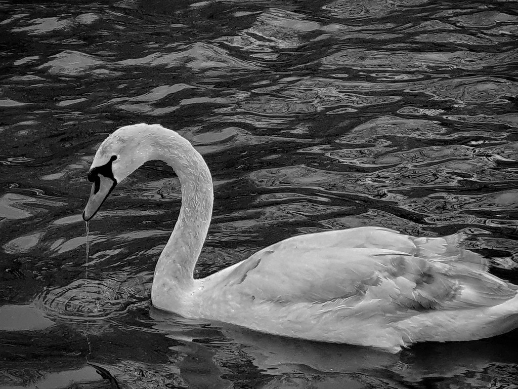Park swan by isaacsnek