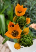 27th Mar 2020 - Orange Bloom