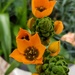 Orange Bloom by mariaostrowski