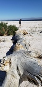 30th Mar 2020 - Salton Sea