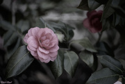 29th Mar 2020 - Camellias