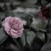 Camellias by lstasel