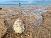 1st Apr 2020 - White algae. 