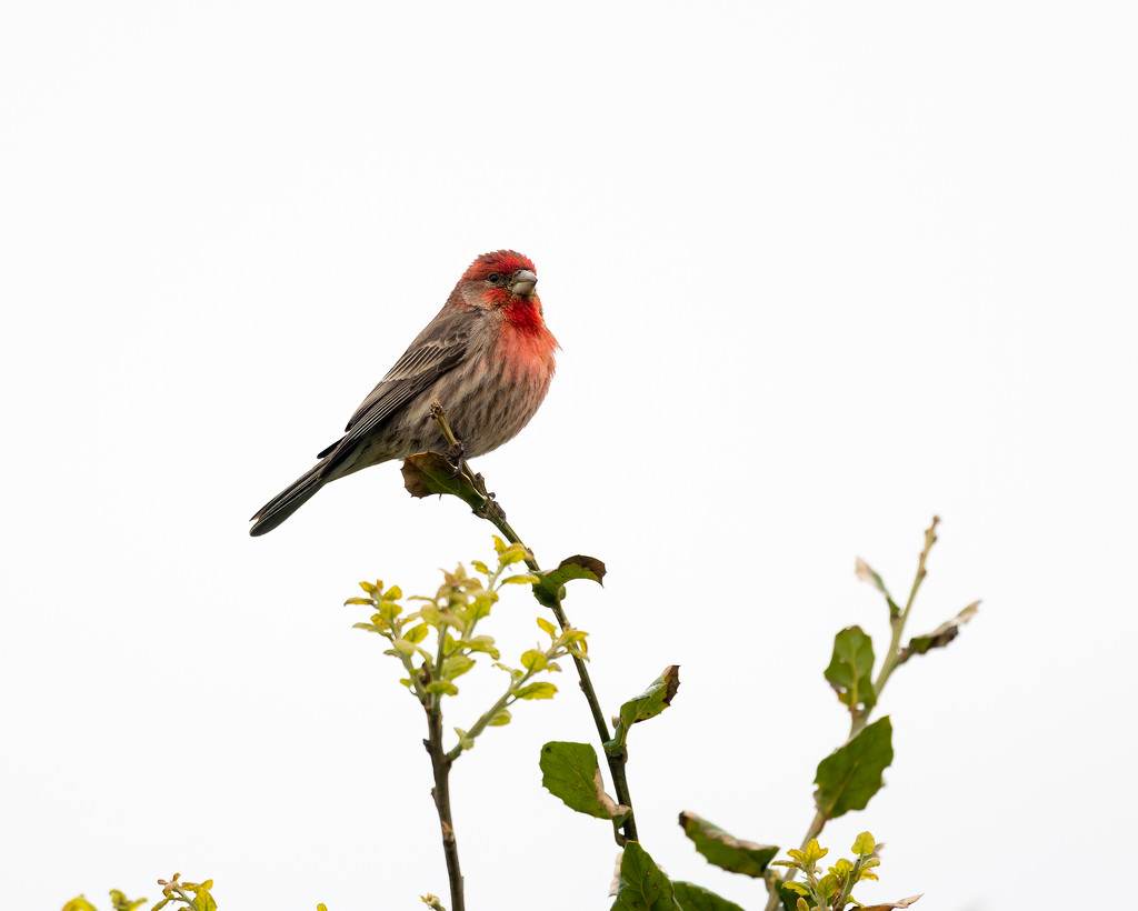 Male House Finch serenades is mate by nicoleweg