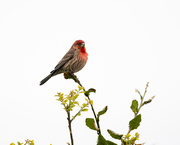 30th Mar 2020 - Male House Finch serenades is mate