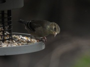30th Mar 2020 - Finch at the feeder 