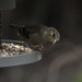 Finch at the feeder  by amyk