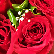 23rd Mar 2020 - Red Roses
