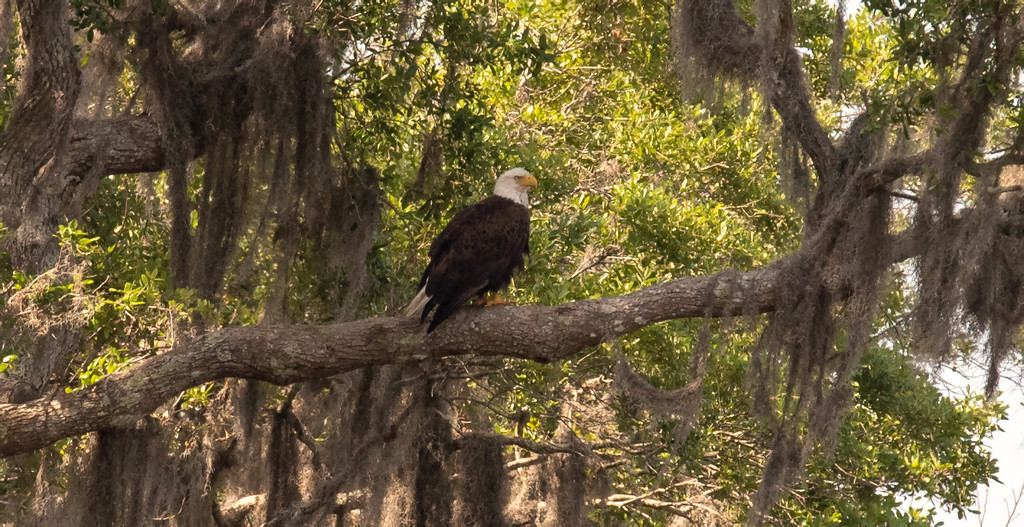 Bald Eagle at Rest! by rickster549