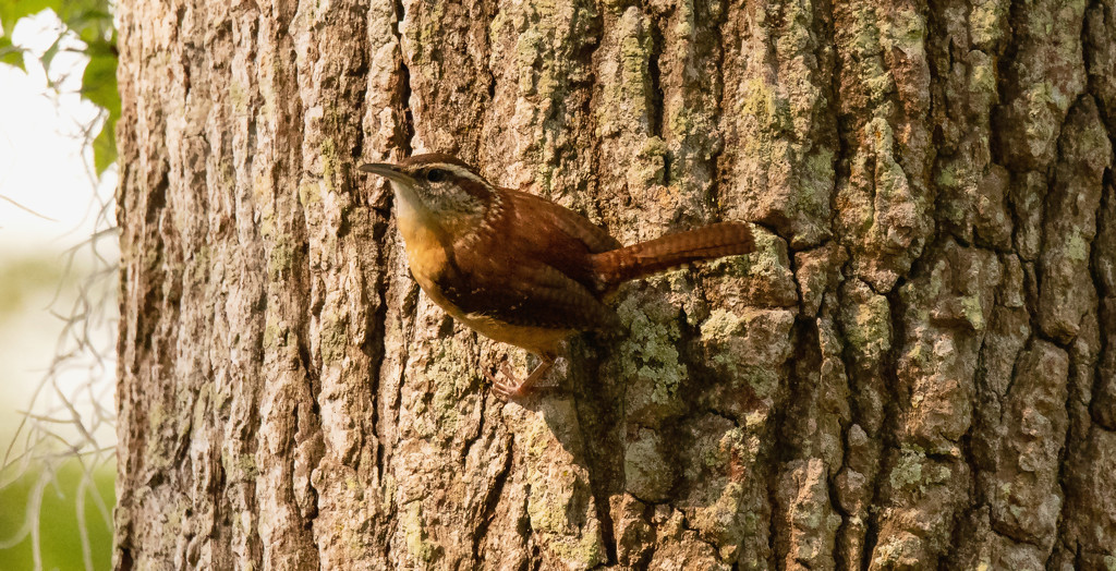 Carolina Wren Hanging On! by rickster549