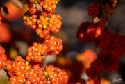 31st Mar 2020 - Autumnal Berries