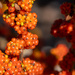 Autumnal Berries by yorkshirekiwi